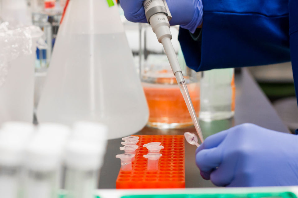 Gloved hands transferring a small sample with a laboratory pipette
